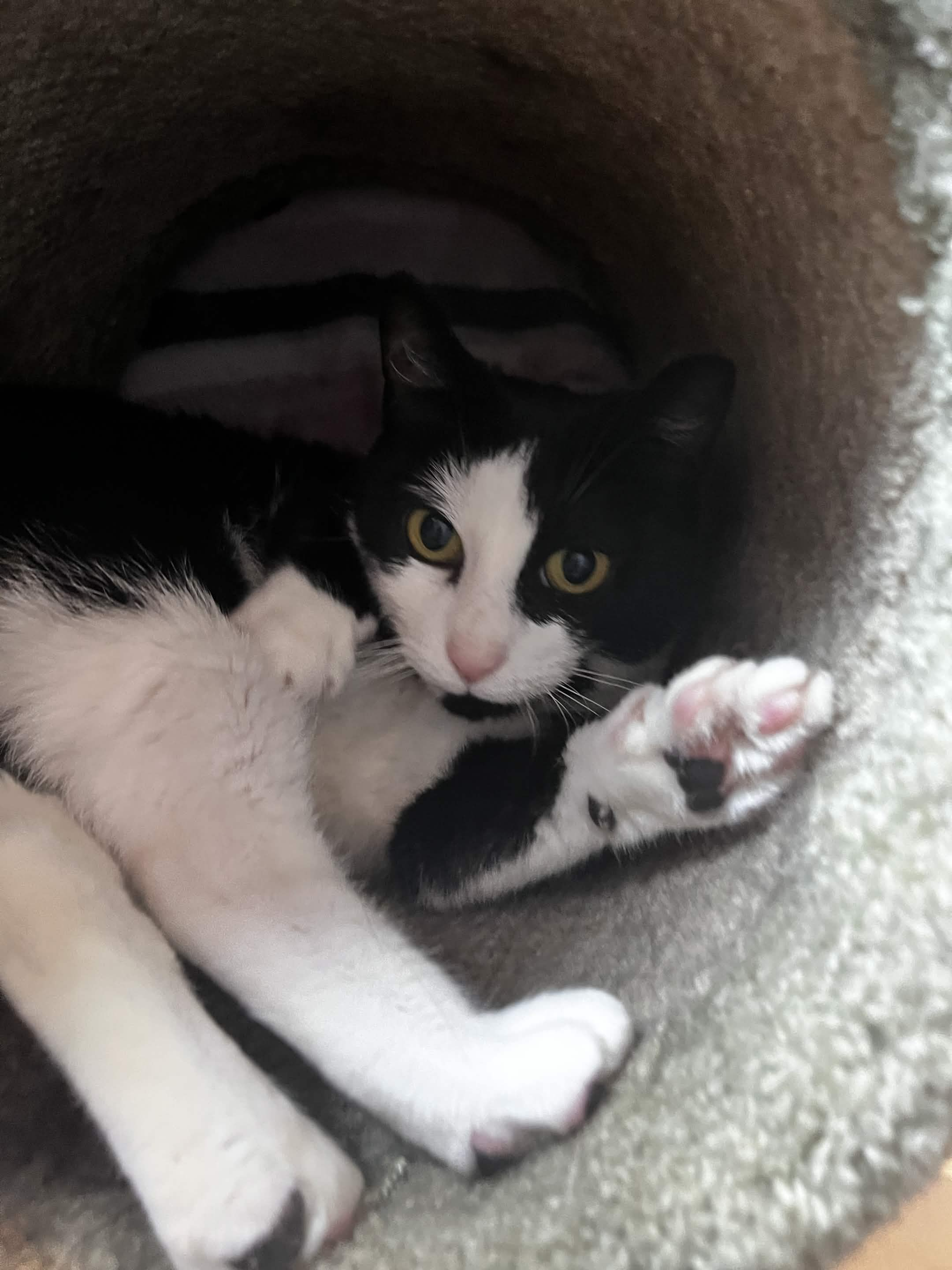 Toe Beans